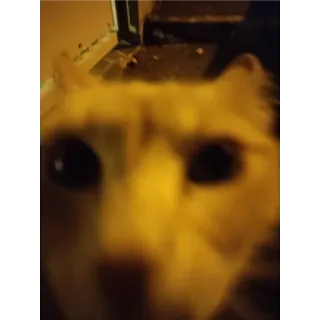 🙂 9050ae22 고양이, 동물, 애완동물, 가축, 포유류, 고양이과 telegram sticker