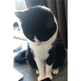 🙂 a9253df4 고양이, 턱시도 고양이, 반려동물, 애완 동물, 고양이과, 흑백 telegram sticker