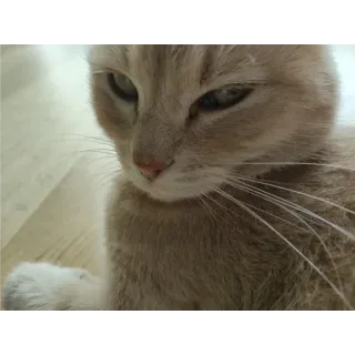 🙂 e088b12d 고양이, 동물, 애완동물, 고양이과, 집고양이 telegram sticker