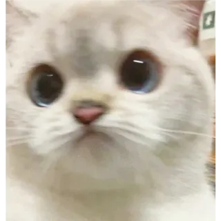 🎀 54e2f09a chat, animal, animal de compagnie, mignon, chaton, domestique, félin telegram sticker
