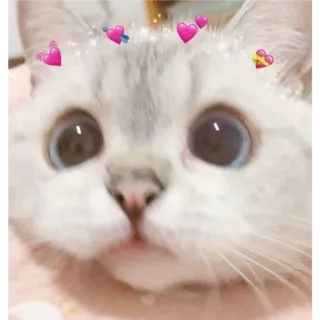 👛 6eb9d62c chat, chaton, animal de compagnie, mignon, animal, coeurs telegram sticker