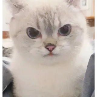 👛 7367daed chat, chaton, mignon, animal de compagnie, animal, félin, domestique telegram sticker