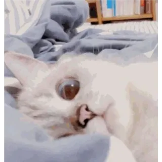 🎀 7d478aea chat, mignon, animal, animal de compagnie, drôle, chaton telegram sticker