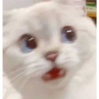 👛 adc86e49 chat, chaton, animal, animal de compagnie, mignon, chat blanc, yeux bleus telegram sticker