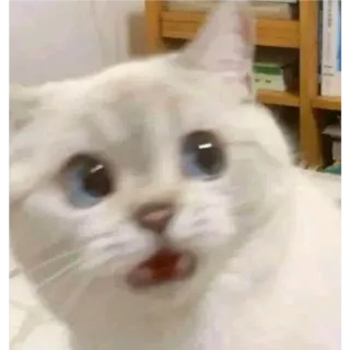 🎀 c016bc4e chat, chaton, animal, animal de compagnie, chat blanc, mignon, drôle telegram sticker