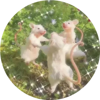 🙂 0049555a ratten, dieren, dansen, schattig, tuin, wit telegram sticker
