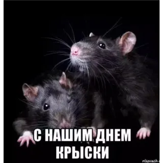🙂 1c4a70a2 С НАШИМ ДНЕМ КРЫСКИ ratten, knaagdieren, dieren, feest telegram sticker