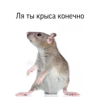 🙂 42162514 Ля ты крыса конечно rat, dier, knaagdier, schattig, grappig telegram sticker