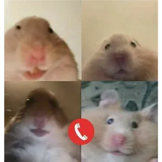 🙂 54e21ffa Hamster, Meme, Zoom, Oproep, Vergadering, Schattig, Dieren telegram sticker