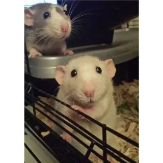 🙂 7523fe64 ratten, knaagdieren, huisdieren, dieren, schattig telegram sticker