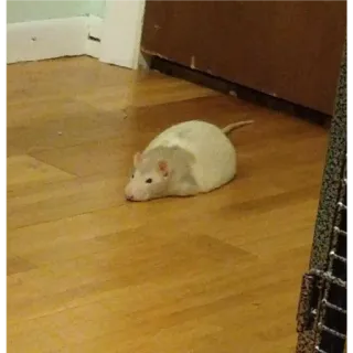 🙂 b1d8ec66 rat, knaagdier, huisdier, dier, schattig telegram sticker