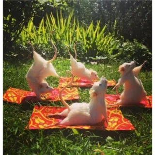 🙂 b5800853 ratten, yoga, dieren, grappig, buiten telegram sticker