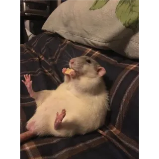 🙂 b87b4c48 rat, eten, dier, knaagdier, schattig telegram sticker