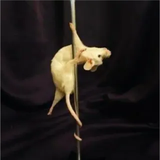 🙂 d468ff4c muis, rat, paaldansen, grappig, dier telegram sticker