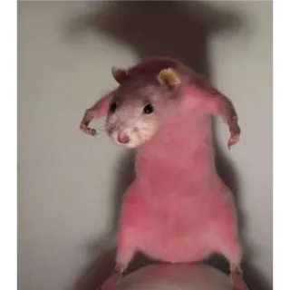 🙂 ef8387ce rat, roze, dier, knaagdier telegram sticker