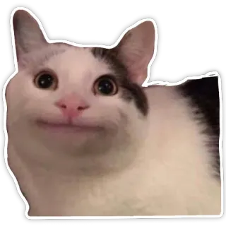 🐱 b315c2e0 кот, кот белуга, животное, мем, смешной telegram sticker
