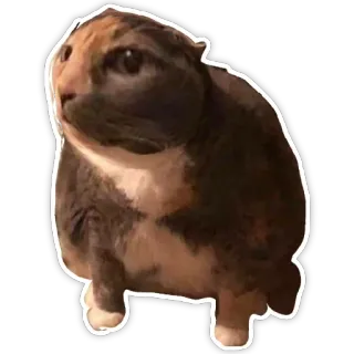 🐱 e2eb7611 кот, животное, питомец, мем, смешной telegram sticker