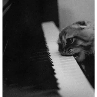 🐈 11c9a78e Katze, Klavier, Musik, Tier, Keyboard, Schwarzweiß, süß telegram sticker