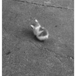 🐈 124f5f81 Kätzchen, Katze, Tier, Haustier, süß, Katzenartig, Haustier telegram sticker