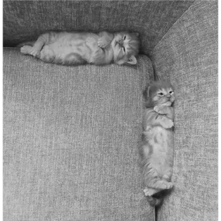 🐈 27e3db47 Kätzchen, Katze, süß, Tier, Haustier, Schlaf telegram sticker