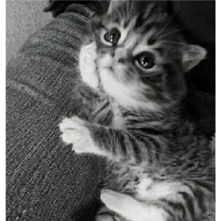 🐈 2cff9b62 kätzchen, katze, tier, süß, haustier, hauskatze, getigert, katzenartig telegram sticker