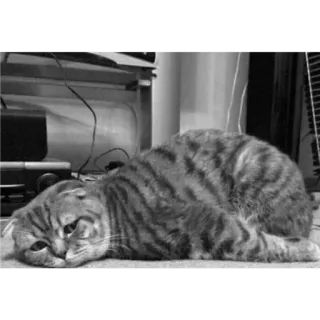 ❪ @Texturk ❫ 𝘾𝘼𝙏 telegram stickers