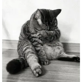 🐈 2ddf307b Katze, getigert, Haustier, Tier, Katzenartig, Hauskatze telegram sticker