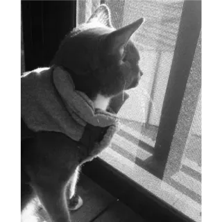 🐈 3308b36f Katze, Tier, Fenster, Haustier telegram sticker