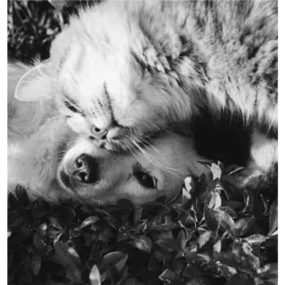 🐈 339aaf75 Katze, Hund, Tiere, Freundschaft, Haustier, Haustiere, Natur telegram sticker