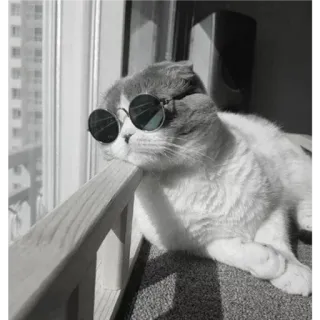 🐈 45bbed99 Katze, Sonnenbrille, Tier, Haustier, Hauskatze, Fenster telegram sticker