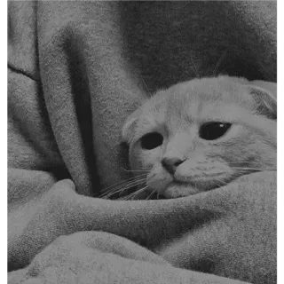 🐈 50a49f90 Katze, traurig, Tier, Haustier, süß, grau telegram sticker