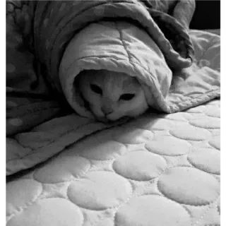 🐈 5e273595 Katze, Decke, Tier, Haustier, süß, gemütlich, schläfrig telegram sticker