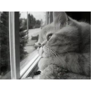 🐈 63590a3b Katze, Fenster, schauend, nachdenklich, grau, Haustier telegram sticker