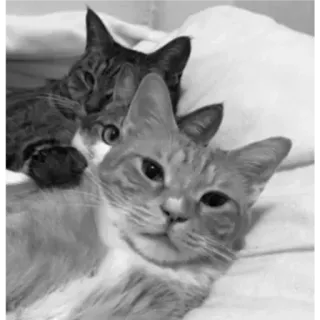 🐈 6513e9b0 Katzen, Tiere, Haustiere, Katzenartige, Haustiere telegram sticker