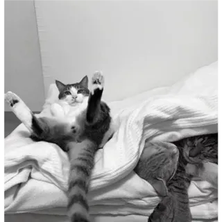 🐈 71dd800f Katze, lustig, Humor, Tier, Stinkefinger, Geste, unhöflich telegram sticker