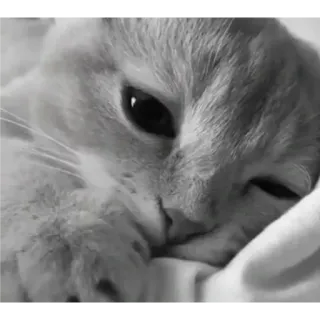 🐈 889bf977 Katze, Tier, Haustier, häuslich, Katzenartig, Porträt telegram sticker