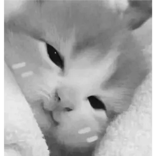 ❪ @Texturk ❫ 𝘾𝘼𝙏 telegram stickers