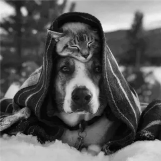 🐈 9257617f Katze, Hund, Tiere, Decke, Freundschaft, süß, Haustiere, Winter telegram sticker