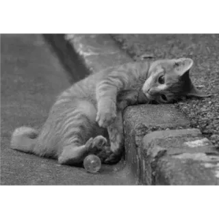 🐈 9d74a794 Katze, Tier, Kätzchen, Haustier, traurig, schwarz weiß, Marmor telegram sticker