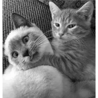 🐈 9fba84dd Katzen, Kätzchen, Tiere, Haustiere, süß, Katzenartig telegram sticker