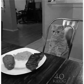 🐈 a24417cd 40 KILOG Katze, Steak, Essen, Humor, Tier, Haustier, Tisch telegram sticker