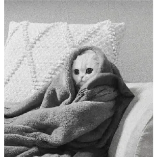 🐈 ae7047e1 Katze, Decke, gemütlich, süß, Tier, Haustier telegram sticker