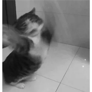 🐈 b4bb5df2 kätzchen, katze, tier, spielerisch, verschwommen, haustier telegram sticker