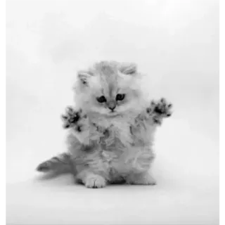 🐈 b4ce90d4 kätzchen, katze, perserkatze, tier, süß, flauschig, haustier telegram sticker