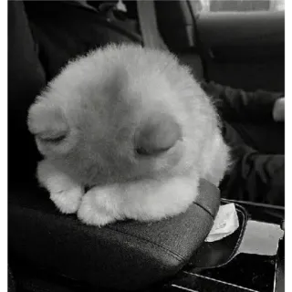 🐈 b51c440d Katze, Tier, Haustier, flauschig, süß, Haustier telegram sticker