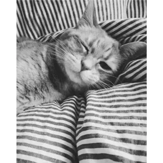 🐈 c672692d Katze, schläfrig, gestreift, Tier, Katzenartig, Hauskatze telegram sticker