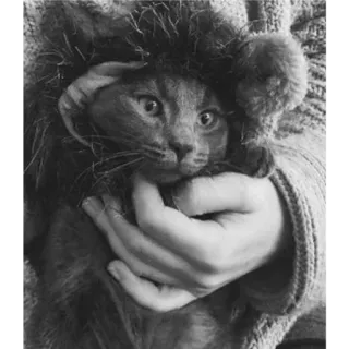 🐈 cb8ae665 Katze, Löwe, Haustier, Tier, Kätzchen, süß telegram sticker