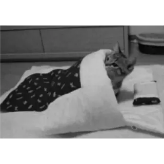 🐈 cca89ca7 Katze, Tier, Bett, Schlaf, Haustier, Haustier telegram sticker