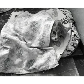 🐈 eb91126b Katze, Kätzchen, Decke, Tier, süß, Haustier telegram sticker