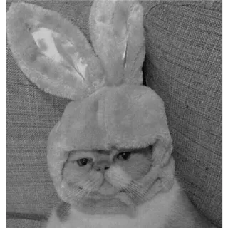 🐈 f7f512f3 Katze, Hase, Tier, Haustier, Ohren, süß telegram sticker